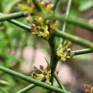 Daviesia genistifolia (Broom Bitter Pea) at Carwoola, NSW by trevorpreston