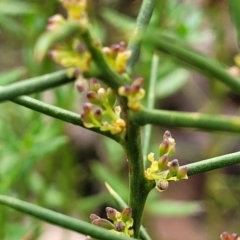 Daviesia genistifolia at Carwoola, NSW - 5 Jul 2022