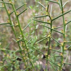 Daviesia genistifolia at Carwoola, NSW - 5 Jul 2022