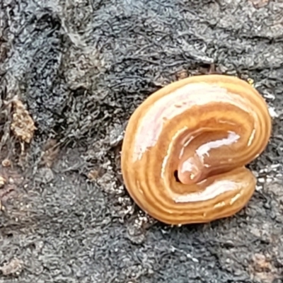 Fletchamia quinquelineata (Five-striped flatworm) at QPRC LGA - 5 Jul 2022 by trevorpreston