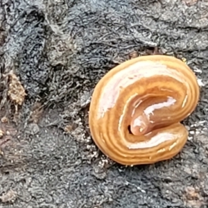 Fletchamia quinquelineata (Five-striped flatworm) at Carwoola, NSW by trevorpreston