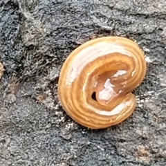 Fletchamia quinquelineata at Carwoola, NSW - 5 Jul 2022 01:41 PM