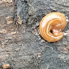 Fletchamia quinquelineata at Carwoola, NSW - 5 Jul 2022 01:41 PM