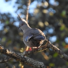 Ocyphaps lophotes (Crested Pigeon) at Wingecarribee Local Government Area - 13 Jun 2022 by GlossyGal