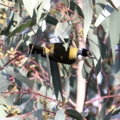 Melithreptus lunatus (White-naped Honeyeater) at Chiltern, VIC - 3 Jul 2022 by KylieWaldon