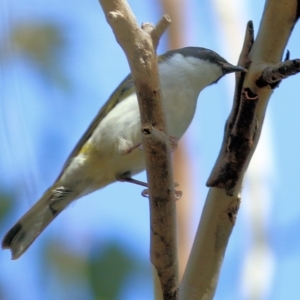 Melithreptus lunatus at Chiltern, VIC - 3 Jul 2022 10:28 AM