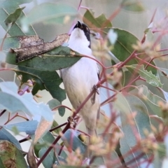 Melithreptus lunatus at Chiltern, VIC - 3 Jul 2022 10:28 AM