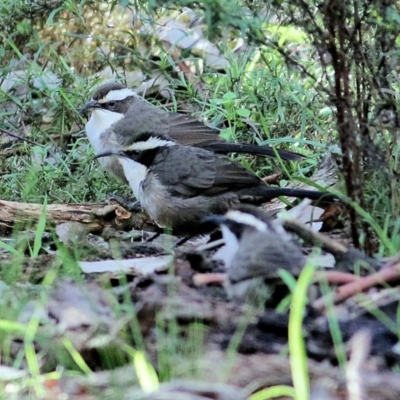 Pomatostomus superciliosus (White-browed Babbler) at Chiltern, VIC - 3 Jul 2022 by KylieWaldon