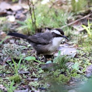 Pomatostomus superciliosus at Chiltern, VIC - 3 Jul 2022