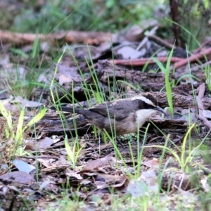 Pomatostomus superciliosus at Chiltern, VIC - 3 Jul 2022