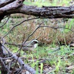 Pomatostomus superciliosus at Chiltern, VIC - 3 Jul 2022