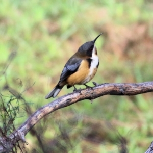 Acanthorhynchus tenuirostris at Chiltern, VIC - 3 Jul 2022