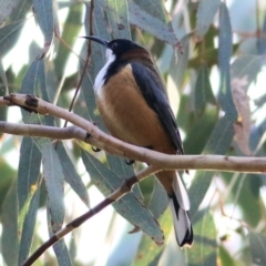 Acanthorhynchus tenuirostris at Chiltern, VIC - 3 Jul 2022