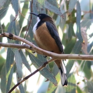 Acanthorhynchus tenuirostris at Chiltern, VIC - 3 Jul 2022