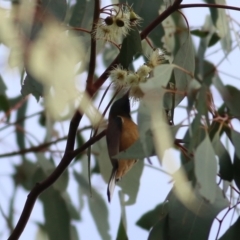 Acanthorhynchus tenuirostris at Chiltern, VIC - 3 Jul 2022