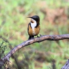 Acanthorhynchus tenuirostris at Chiltern, VIC - 3 Jul 2022