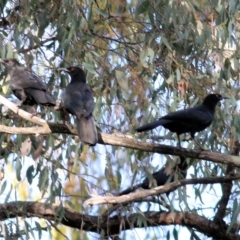 Corcorax melanorhamphos (White-winged Chough) at Chiltern, VIC - 2 Jul 2022 by KylieWaldon