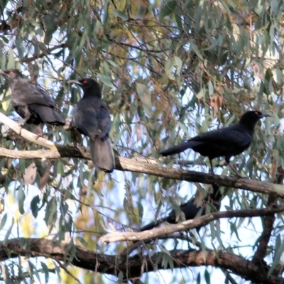 Corcorax melanorhamphos (White-winged Chough) at Chiltern, VIC - 3 Jul 2022 by KylieWaldon