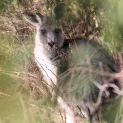 Macropus giganteus (Eastern Grey Kangaroo) at Chiltern-Mt Pilot National Park - 2 Jul 2022 by KylieWaldon
