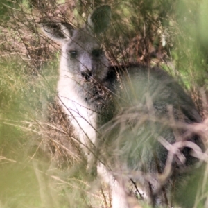 Macropus giganteus at Chiltern, VIC - 3 Jul 2022