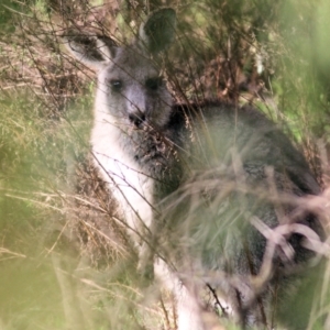 Macropus giganteus (Eastern Grey Kangaroo) at Chiltern, VIC by KylieWaldon