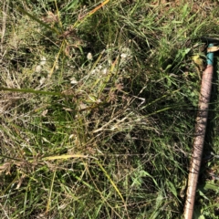 Cyperus eragrostis (Umbrella Sedge) at Hughes, ACT - 26 Jun 2022 by ruthkerruish
