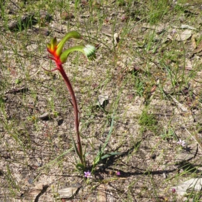 Anigozanthos manglesii (Red and Green Kangaroo Paw) at Gorrie, WA - 12 Sep 2019 by Christine