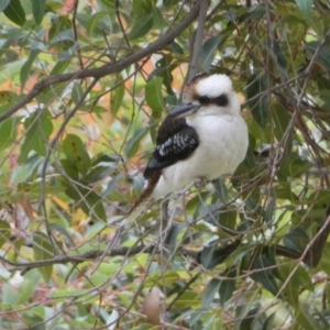 Dacelo novaeguineae at Acton, ACT - 5 Jul 2022