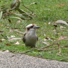 Dacelo novaeguineae at Acton, ACT - 5 Jul 2022