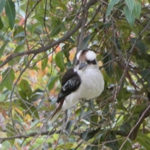 Dacelo novaeguineae at Acton, ACT - 5 Jul 2022