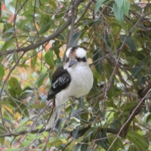 Dacelo novaeguineae at Acton, ACT - 5 Jul 2022 03:44 PM