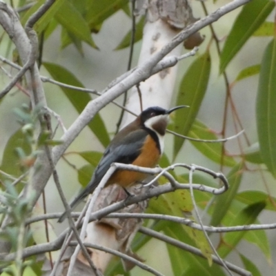 Acanthorhynchus tenuirostris (Eastern Spinebill) at Acton, ACT - 5 Jul 2022 by SteveBorkowskis