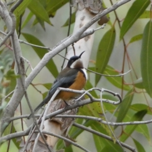 Acanthorhynchus tenuirostris at Acton, ACT - 5 Jul 2022