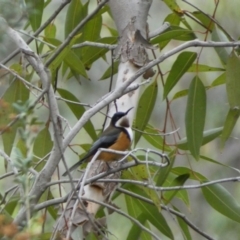 Acanthorhynchus tenuirostris at Acton, ACT - 5 Jul 2022