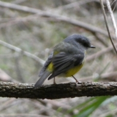 Eopsaltria australis (Eastern Yellow Robin) at ANBG - 5 Jul 2022 by Steve_Bok