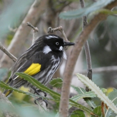 Phylidonyris novaehollandiae (New Holland Honeyeater) at Acton, ACT - 5 Jul 2022 by SteveBorkowskis