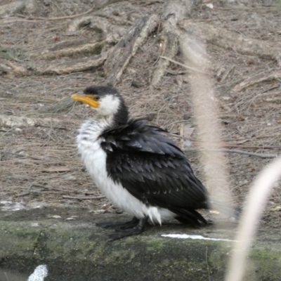 Microcarbo melanoleucos (Little Pied Cormorant) at Acton, ACT - 5 Jul 2022 by Steve_Bok