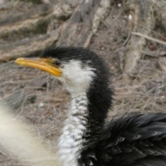 Microcarbo melanoleucos at Acton, ACT - 5 Jul 2022