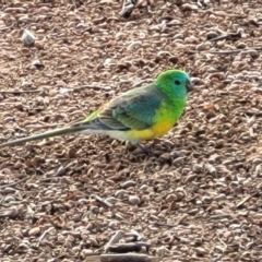 Psephotus haematonotus (Red-rumped Parrot) at Sullivans Creek, Lyneham South - 6 Jul 2022 by trevorpreston