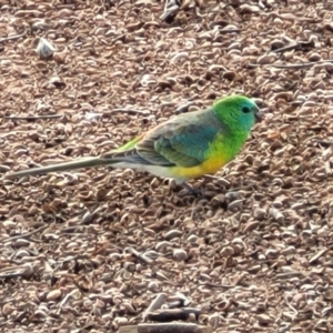 Psephotus haematonotus at Lyneham, ACT - 6 Jul 2022