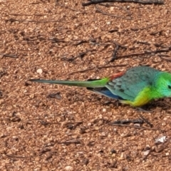 Psephotus haematonotus at Lyneham, ACT - 6 Jul 2022