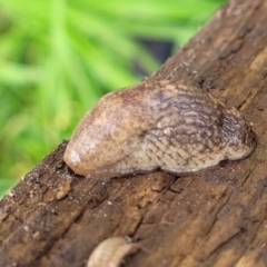 Deroceras reticulatum (Grey Field Slug) at Sullivans Creek, Lyneham South - 6 Jul 2022 by trevorpreston