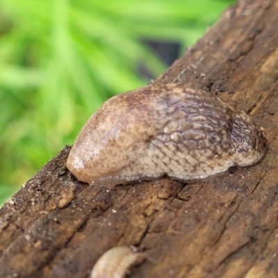 Deroceras reticulatum (Grey Field Slug) at Lyneham, ACT - 6 Jul 2022 by trevorpreston