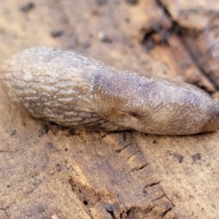 Deroceras reticulatum at Lyneham, ACT - 6 Jul 2022 10:46 AM