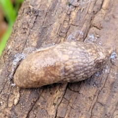 Deroceras reticulatum at Lyneham, ACT - 6 Jul 2022 10:46 AM