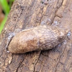 Deroceras reticulatum at Lyneham, ACT - 6 Jul 2022 10:46 AM