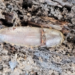 Monocrepidus sp. (genus) (Click beetle) at Sullivans Creek, Lyneham South - 6 Jul 2022 by trevorpreston