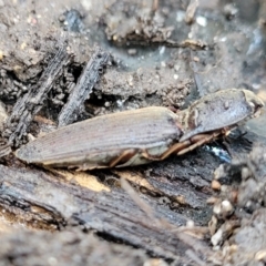 Monocrepidus sp. (genus) at Lyneham, ACT - 6 Jul 2022