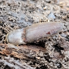 Conoderus sp. (genus) at Lyneham, ACT - 6 Jul 2022