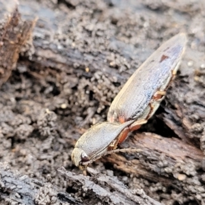 Monocrepidus sp. (genus) at Lyneham, ACT - 6 Jul 2022